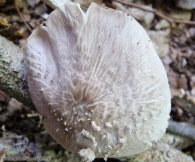 PLUTEUS CERVINUS NETIPIČEN SUHO SLATENIK 4