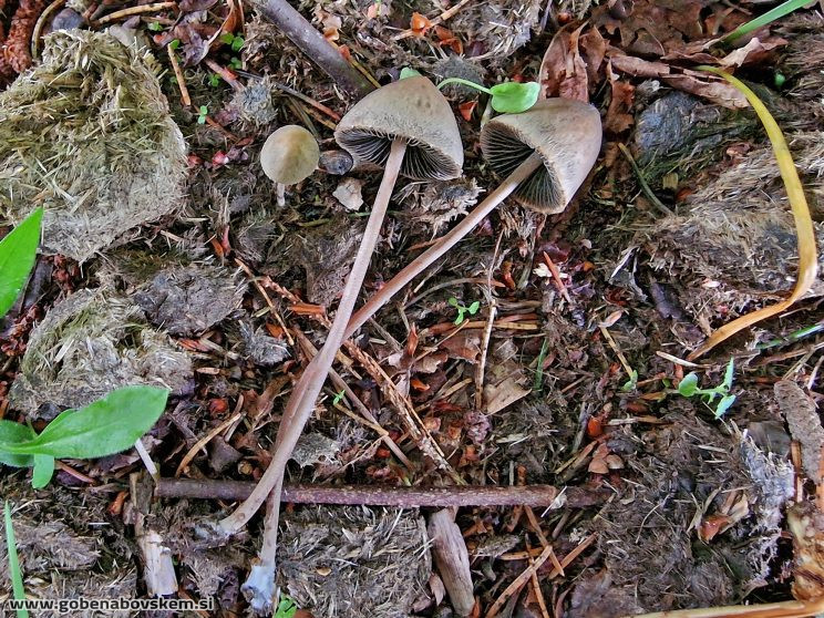 Panaeolus papilionaceus KORITNICA