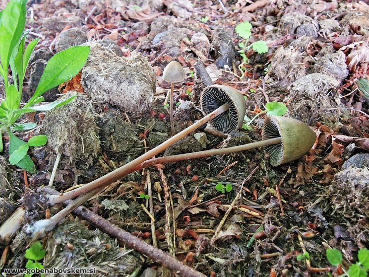 Panaeolus papilionaceus KORITNICA2