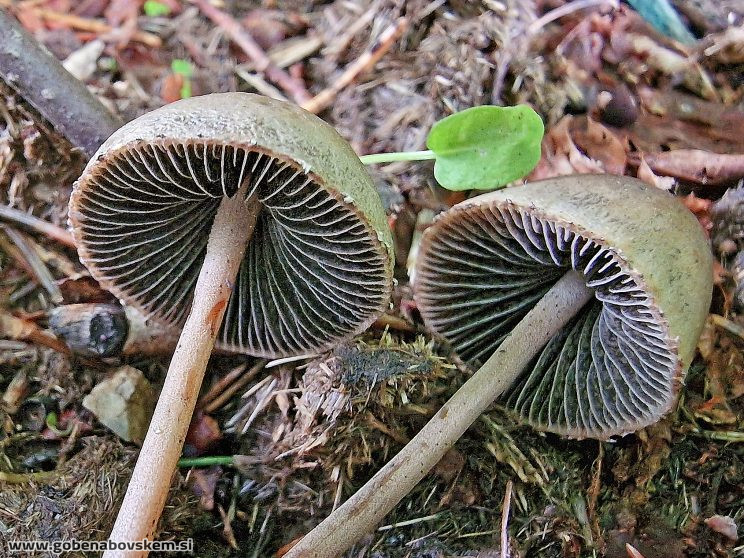 Panaeolus papilionaceus KORITNICA3
