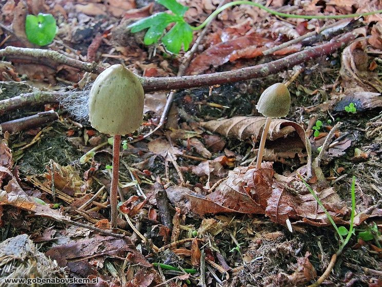 Panaeolus papilionaceus KORITNICA4