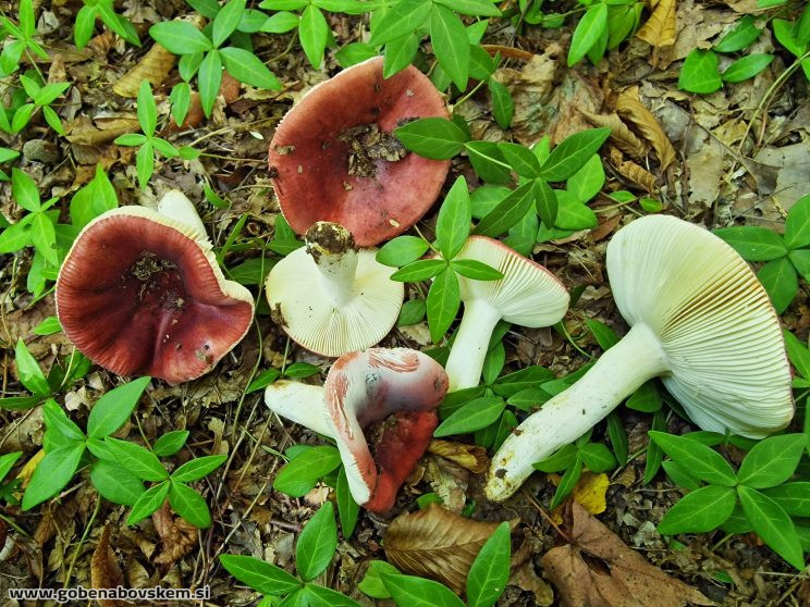 RUSSULA MELIOLENS SLATENIK