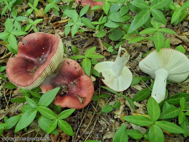 RUSSULA MELIOLENS SLATENIK2