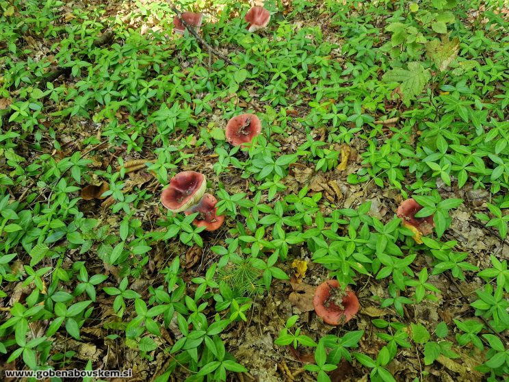RUSSULA MELIOLENS SLATENIK3
