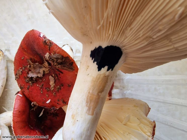 RUSSULA MELIOLENS SLATENIK5