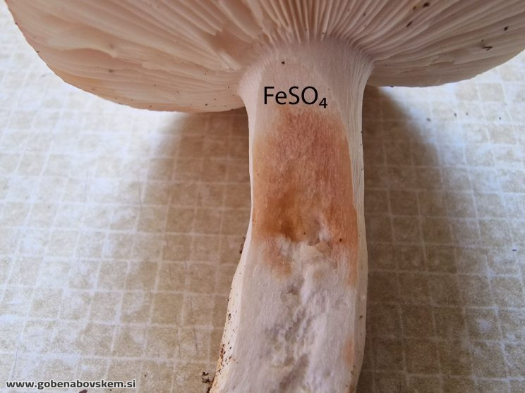 RUSSULA MELIOLENS SLATENIK6