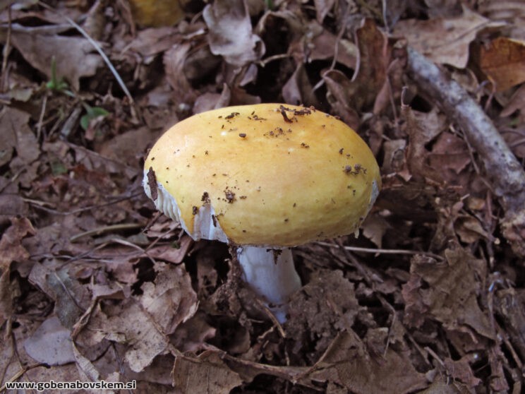 RUSSULA RISIGALINA