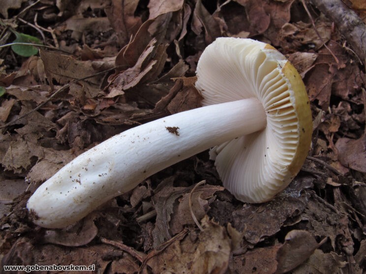 RUSSULA RISIGALINA2