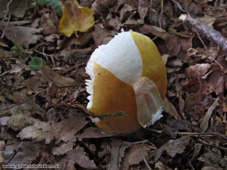 RUSSULA RISIGALINA3