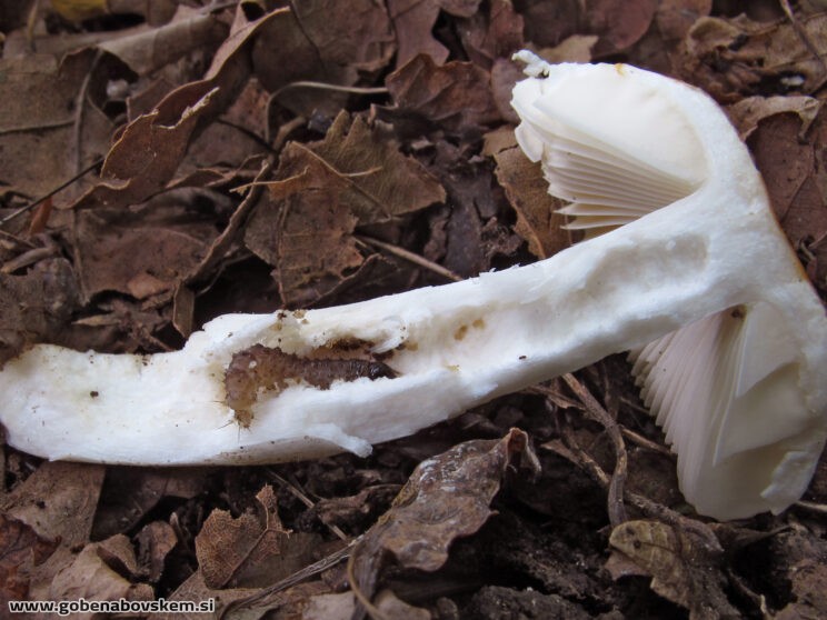 RUSSULA RISIGALINA4