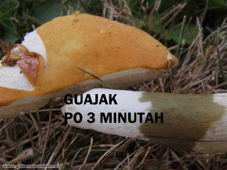 RUSSULA RISIGALINA5
