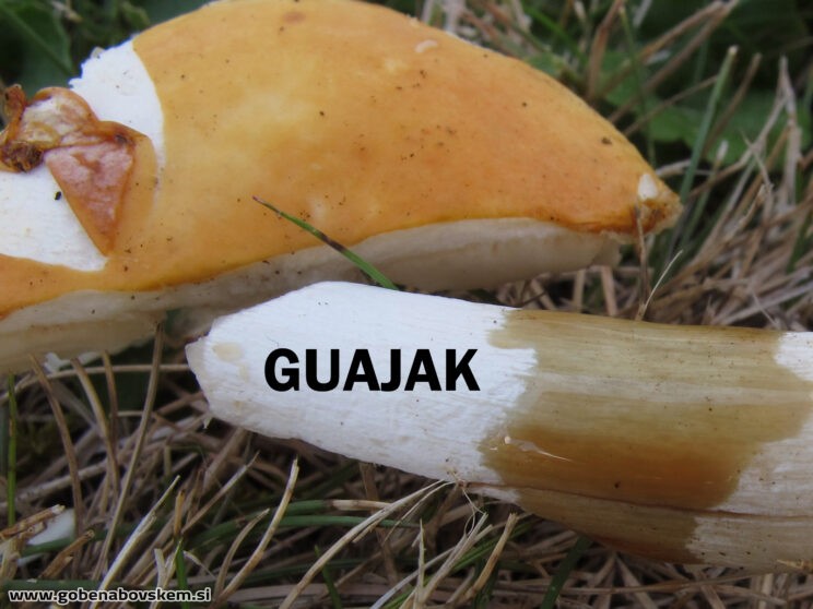 RUSSULA RISIGALINA6