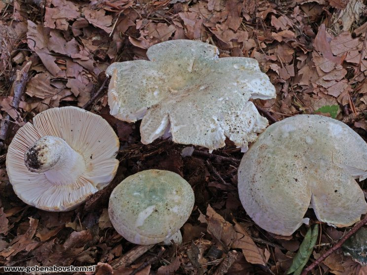 RUSSULA VIRESCENS (1)