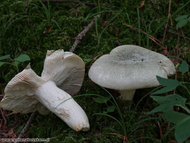 RUSSULA VIRESCENS (2)