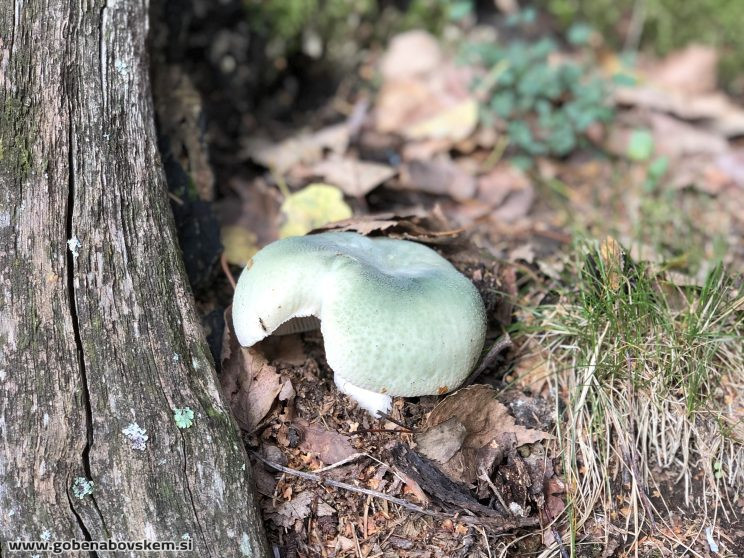RUSSULA VIRESCENS