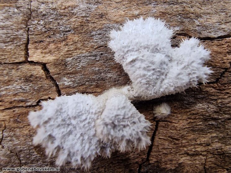 SHYZOPHILUM COMUNUM2