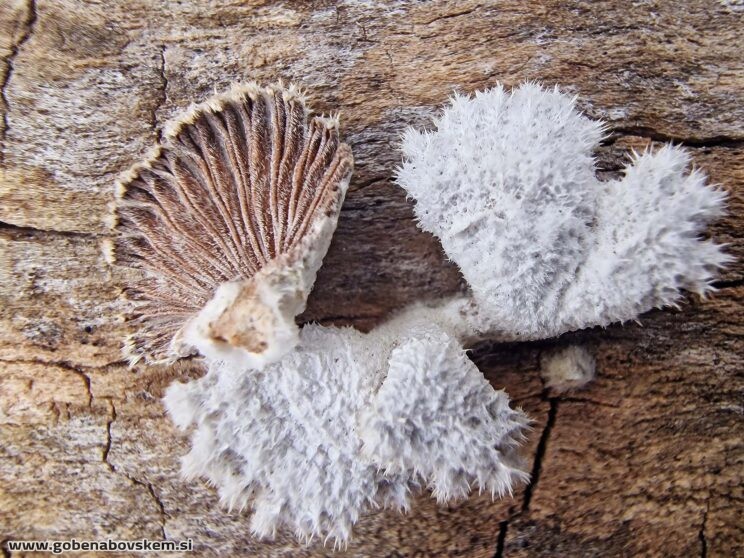 SHYZOPHILUM COMUNUM3