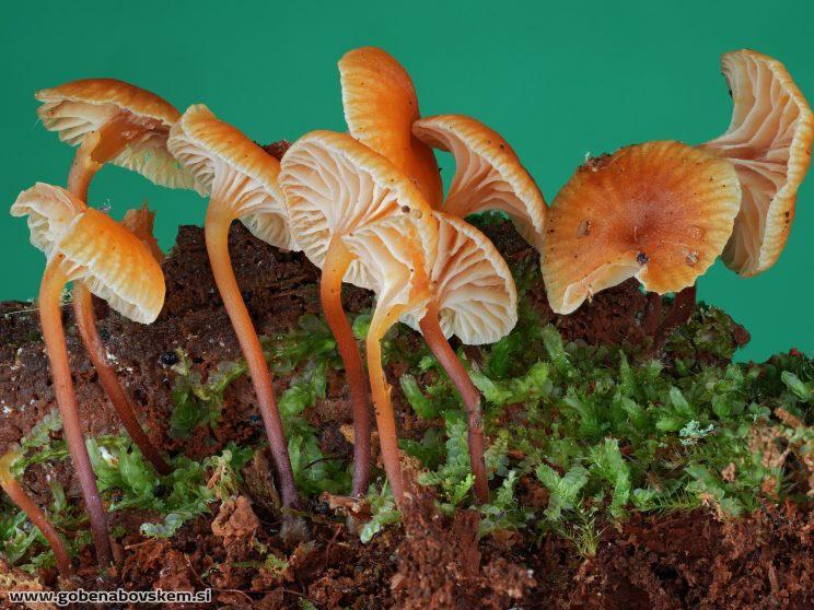 Stacked from 50 images. Method=B (R=5,S=4)