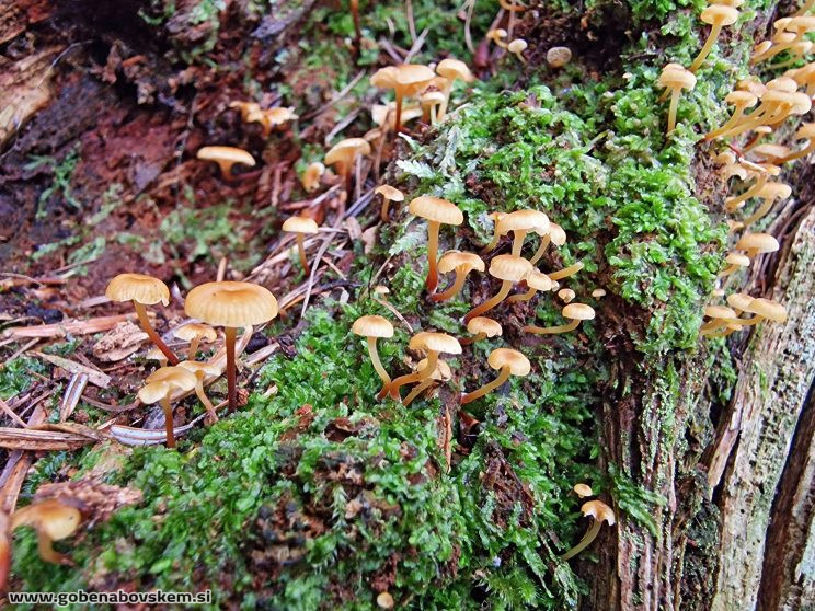 Xeromphalina campanella2