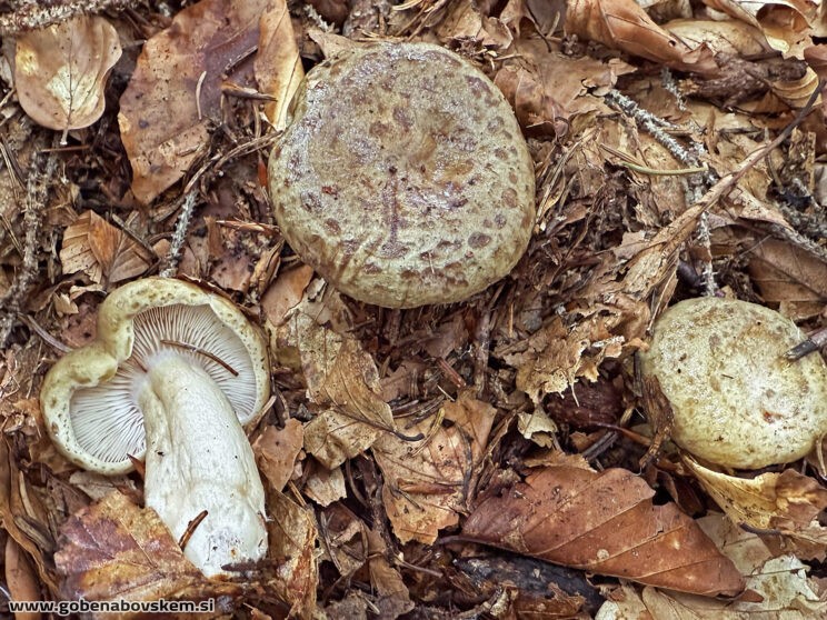 LACTARIUS BLENIUS