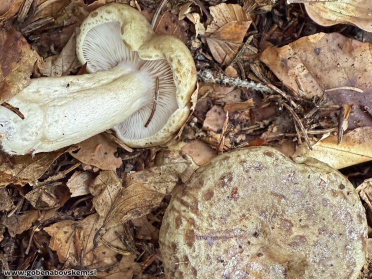 LACTARIUS BLENIUS manj rdeče