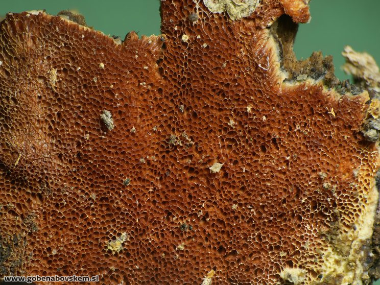 Stacked from 89 images. Method=B (R=8,S=4)