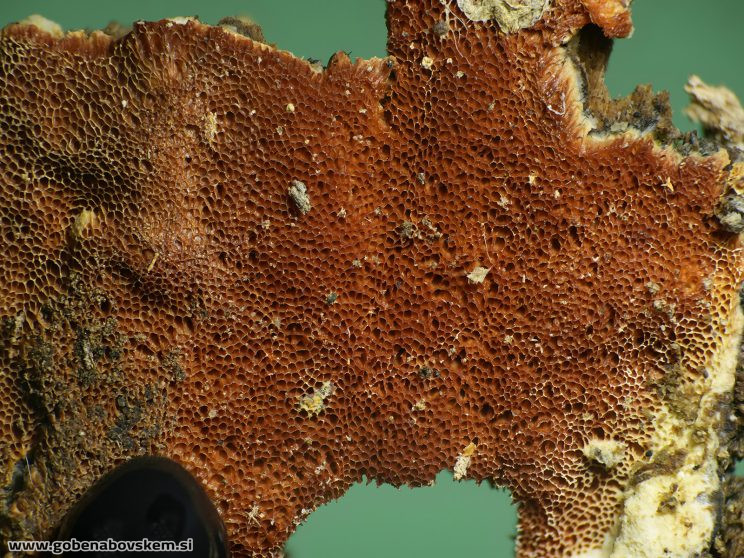 Stacked from 89 images. Method=B (R=8,S=4)