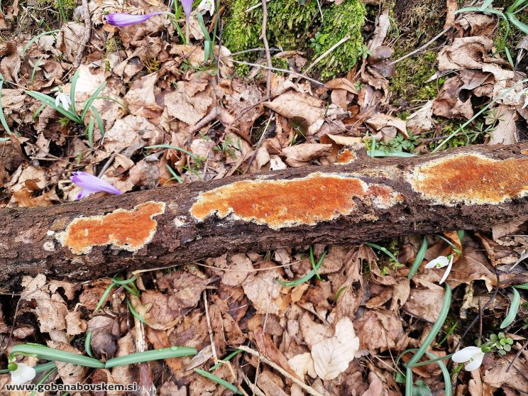 GLOEOPORUS TAXICOLA (3)