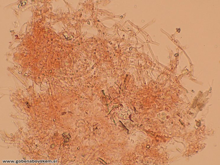 GLOEOPORUS TAXICOLA (4)