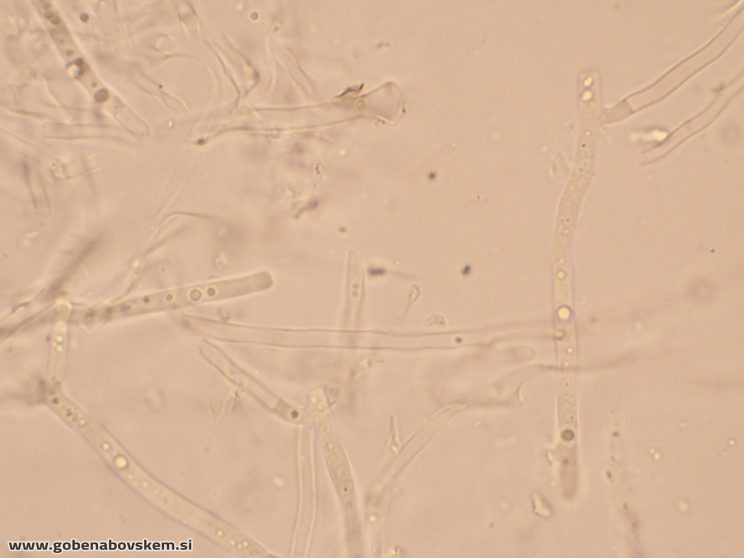 GLOEOPORUS TAXICOLA (5)