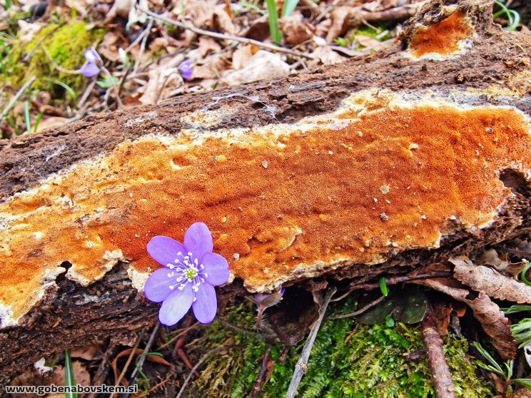 GLOEOPORUS TAXICOLA (6)