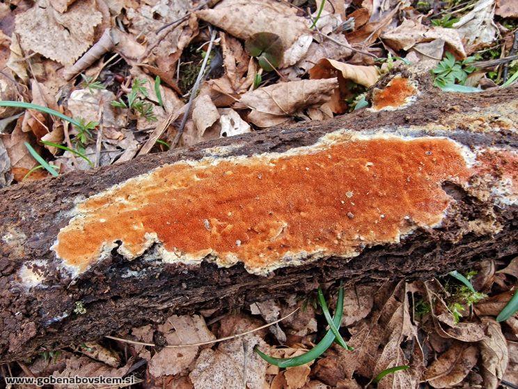 GLOEOPORUS TAXICOLA7