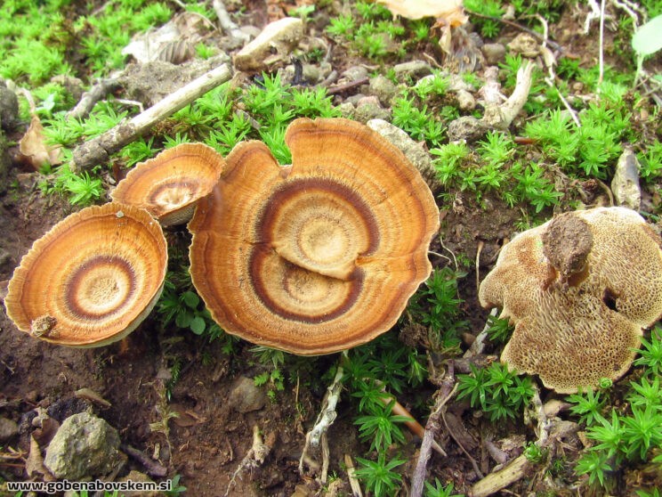 COLTRICIA PERENIS