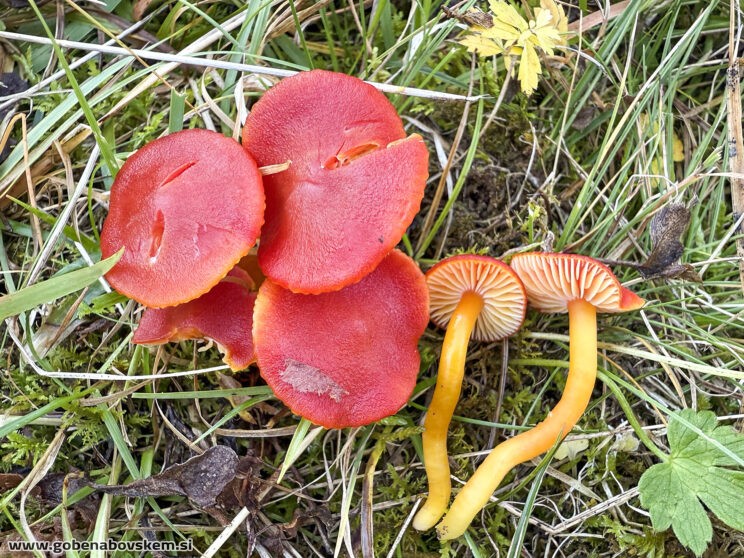 HYGROCYBE COCCINEA VRSNIK