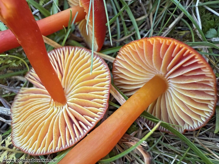 HYGROCYBE COCCINEA VRSNIK TAMALA