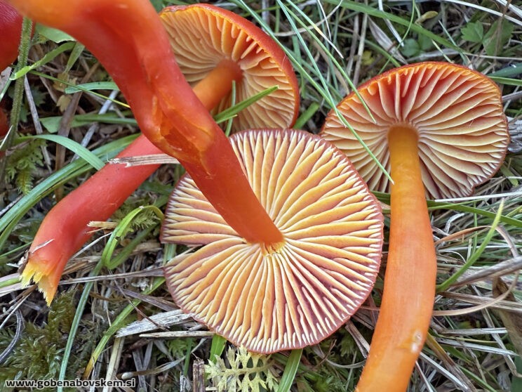 HYGROCYBE COCCINEA VRSNIK TAMALA2