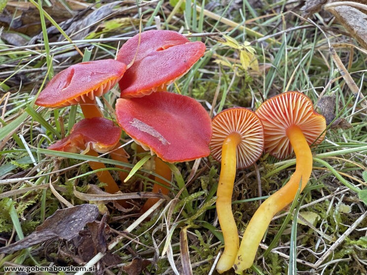 HYGROCYBE COCCINEA VRSNIK TAMALA3
