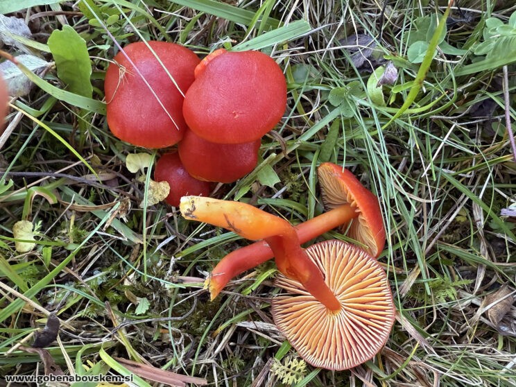 HYGROCYBE COCCINEA VRSNIK VELIKA