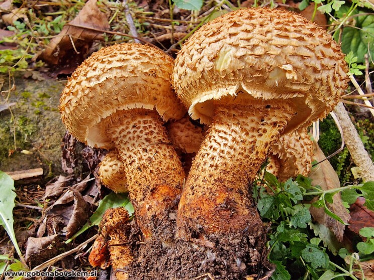 PHOLIOTA SQAROSA3