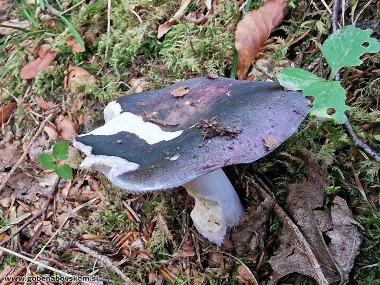 RUSSULA CYANO
