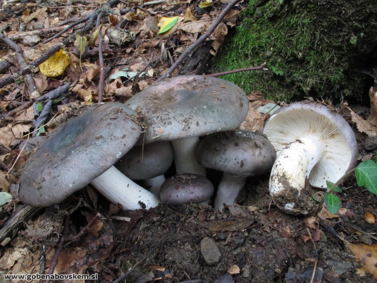 RUSSULA CYANOXANTHA (1)