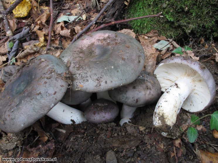 RUSSULA CYANOXANTHA (2)