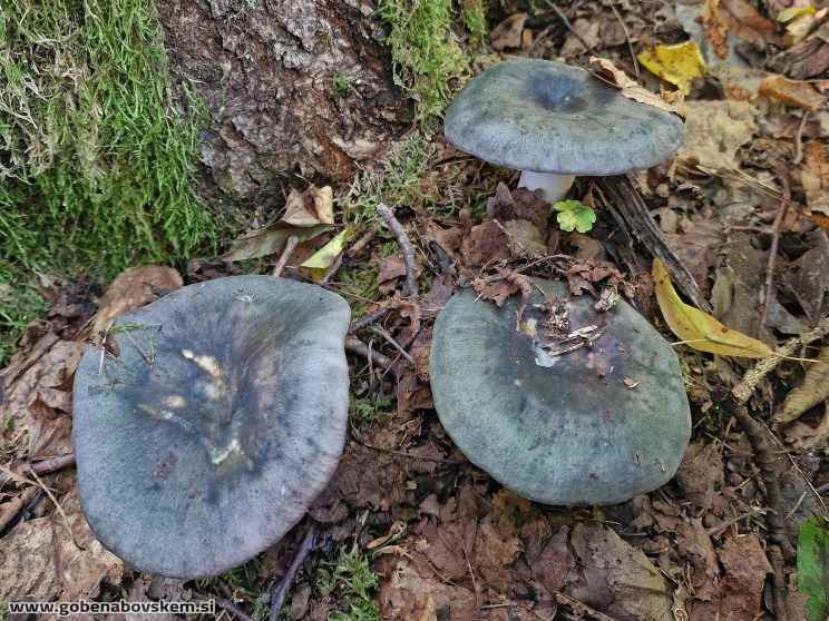 RUSSULA CYANOXANTHA HUMSKI 2