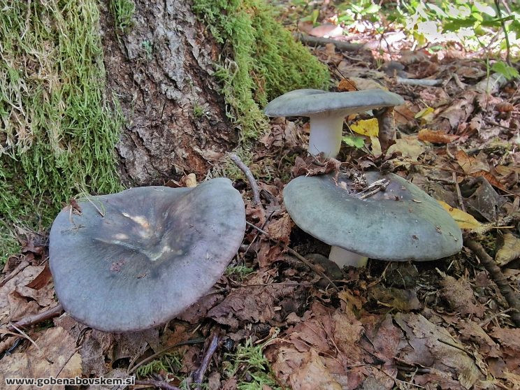 RUSSULA CYANOXANTHA HUMSKI