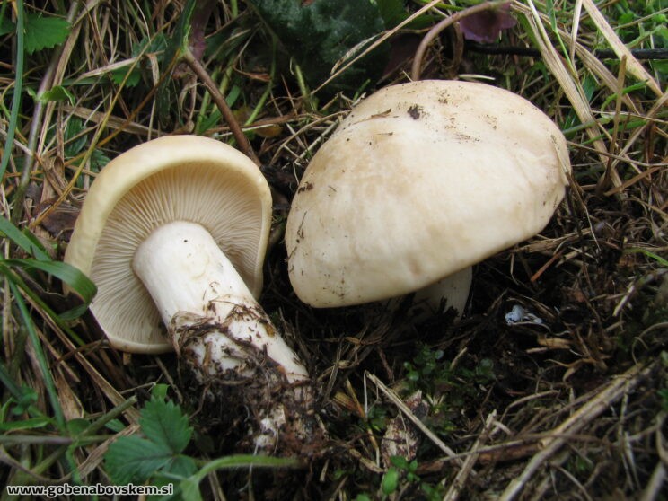 CALOCYBE GAMBOSA (3)