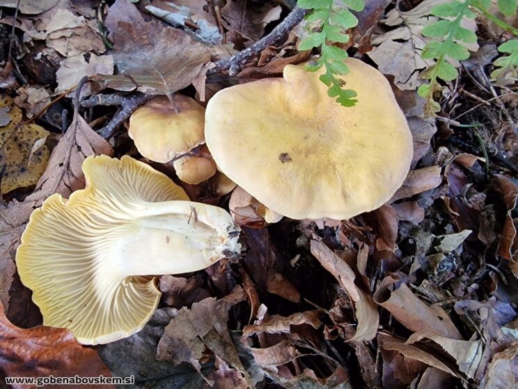 CAMTHARELLUS AMETHYSTEUS (1)