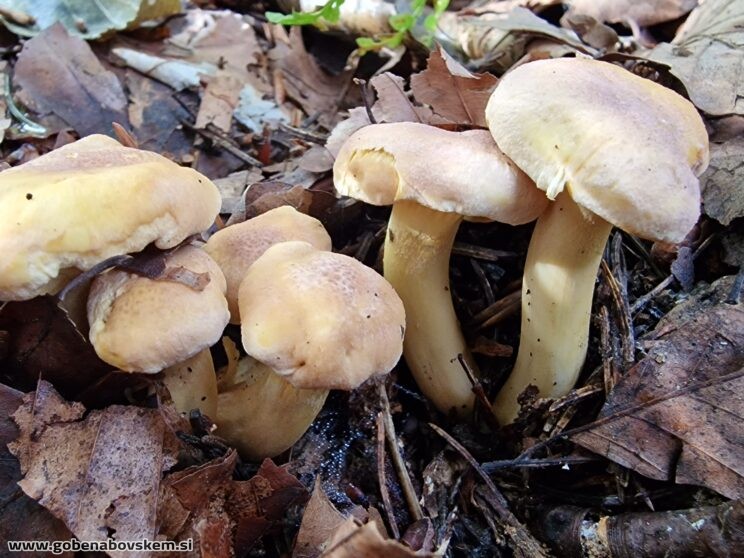 CAMTHARELLUS AMETHYSTEUS (3)