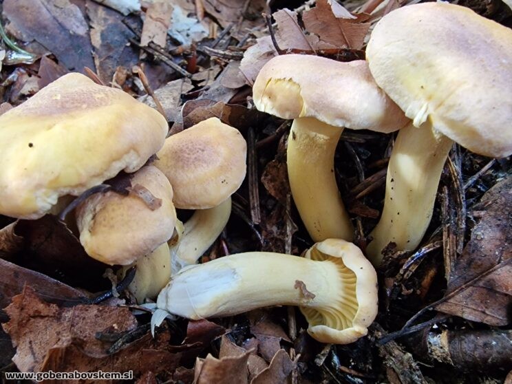 CAMTHARELLUS AMETHYSTEUS (4)