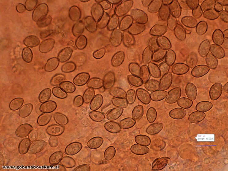 GALERINA MARGINATA POLOG 13 11 ANJA FOTO