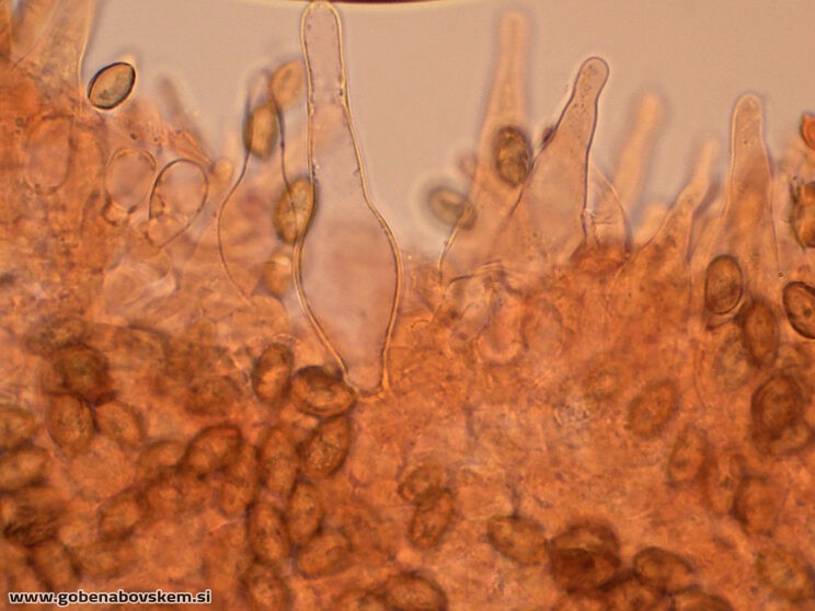 GALERINA MARGINATA POLOG 13 11 ANJA FOTO2